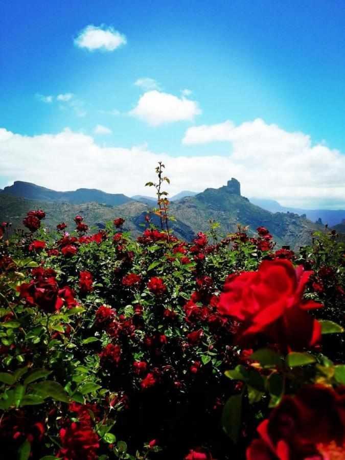 테헤다 El Rincon Del Nublo 게스트하우스 외부 사진